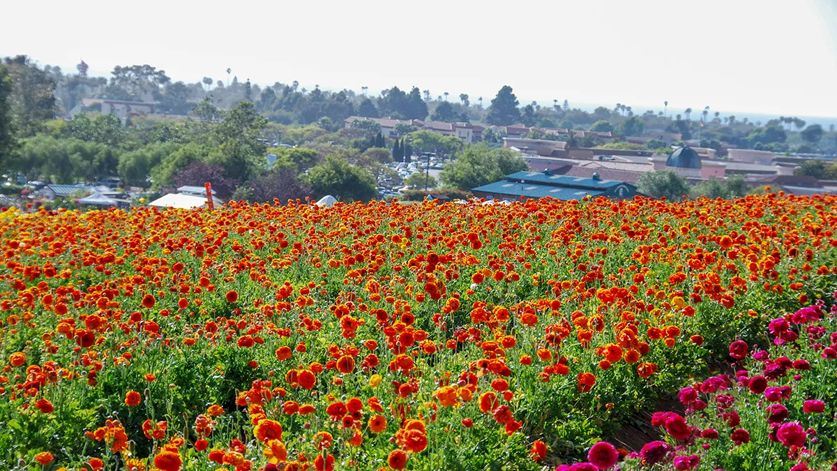 Carlsbad Flower Fields seasonal display